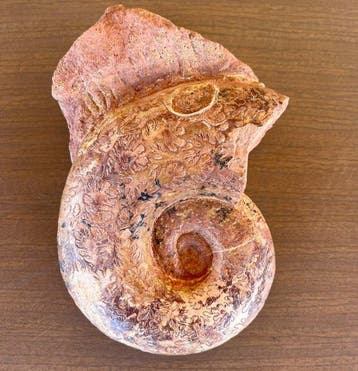 Ammoniet - Gefossiliseerde schelp - Beautiful, very large