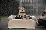 Welsh Corgi Pembroke pups, Parvo, Nederland, Overige rassen, 8 tot 15 weken