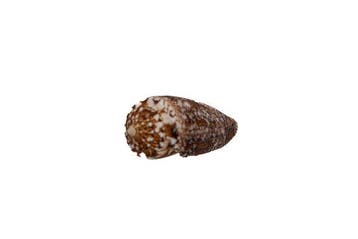 Conus telatus (65 mm) – Prachtvol F++ Groots exemplaar uit, Antiek en Kunst