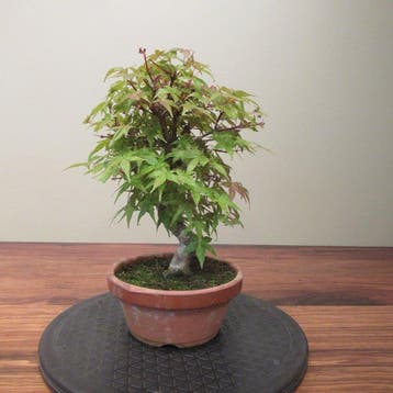 Acer palmatum - Hoogte (boom): 25 cm - Diepte (boom): 20 cm