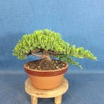 Jeneverbes bonsai (Juniperus) - Hoogte (boom): 11 cm -