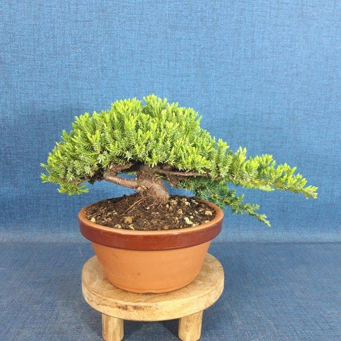 Jeneverbes bonsai (Juniperus) - Hoogte (boom): 11 cm -, Antiek en Kunst, Curiosa en Brocante