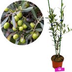 Olea europaea + pot 17cm, Verzenden, Volle zon