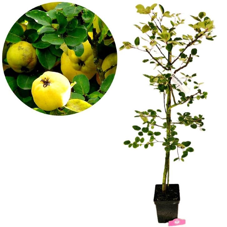 Cydonia oblonga Champion + pot 23cm, Tuin en Terras, Planten | Fruitbomen, Volle zon, Verzenden