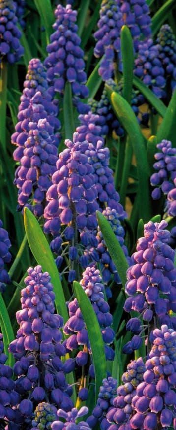 Banner Muscari Banner 75x180 cm, Verzenden, Nieuw