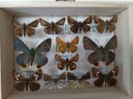 Vlinder Balg - Various species (Erynnis tages, Parnara