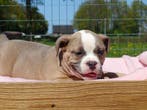 Old English Bulldog pups!  | Hartelijk Welkom.!, Parvo, Nederland, 8 tot 15 weken, Bulldog