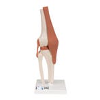 Anatomie model knie, Sport en Fitness, Massageproducten, Nieuw