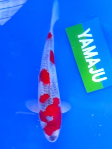 Hq Goshiki van Yamaju  34cm (Japanse Koi), Karper of Koi