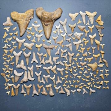 Large collection of mixed Fossil Shark Teeth - Fossiele, Verzamelen