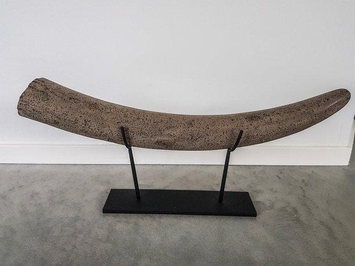 Stegodont - Gefossiliseerde slagtand - 64.5 cm - 8.5 cm, Verzamelen, Mineralen en Fossielen