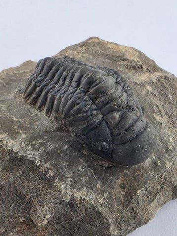 Trilobiet - Gefossiliseerd dier - Crotacephalina Gibbosa -, Verzamelen, Mineralen en Fossielen