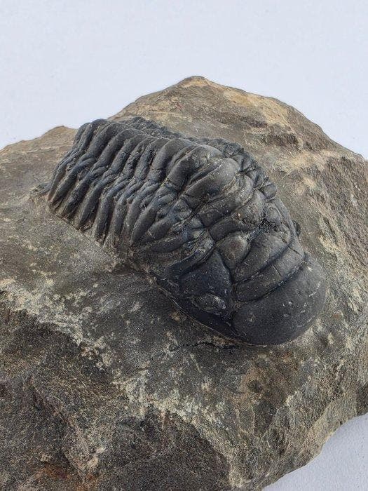Trilobiet - Gefossiliseerd dier - Crotacephalina Gibbosa -, Verzamelen, Mineralen en Fossielen