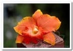 Oranje Orchidee Zijden bloem, Ophalen of Verzenden, Nieuw