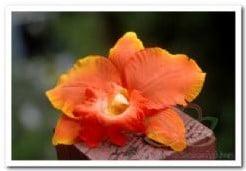 Oranje Orchidee Zijden bloem, Ophalen of Verzenden, Nieuw