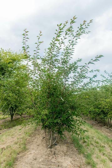 Prunus incisa The Bride meerstammig 200-250