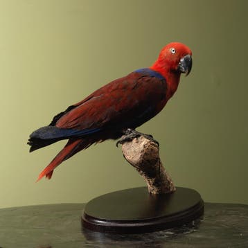 Molukse Edelpapegaai V Taxidermie Opgezette Dieren By Max, Ophalen of Verzenden, Nieuw, Vogel, Opgezet dier