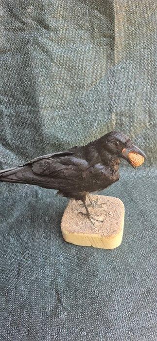 Zwarte kraai Taxidermie wandmontage - Corvus corone -, Nieuw