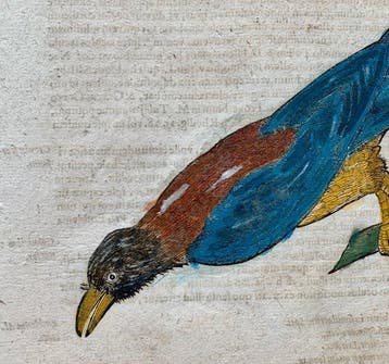 Conrad Gesner - Vogelbuch - 1617