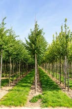 Celtis australis hoogstam 20/25
