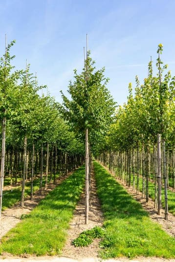 Celtis australis hoogstam 20/25