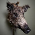 Wild Zwijn Klein Taxidermie Opgezette Dieren By Max, Ophalen of Verzenden, Nieuw, Wild dier, Opgezet dier