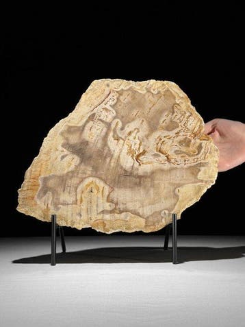 Prachtige snede van versteend hout op een op maat gemaakte