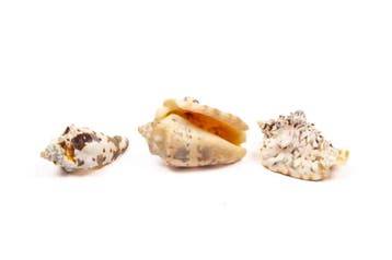Strombus Lentiginosus Naturel Schelpen ca 1 kilo, Ophalen of Verzenden, Nieuw