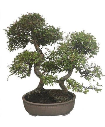 Chinese iep bonsai (Ulmus parviflora) - Hoogte (boom): 93 cm