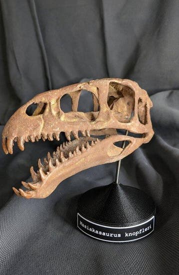 Fossiele schedel - Masiakasaurus knopfleri - Museum-Grade