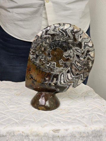 Ammoniet - Gefossiliseerd dier - Polished ammonite fossil on