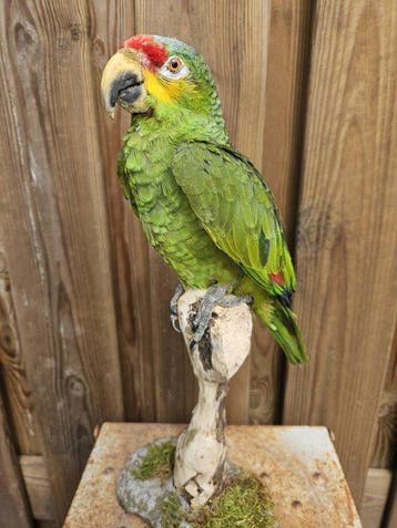 rood-lored amazone papagaai Taxidermie volledige montage -, Verzamelen, Nieuw