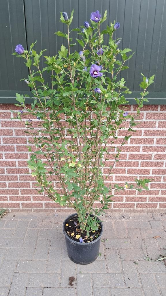 Hibiscus bauw, Tuin en Terras, Planten | Bomen