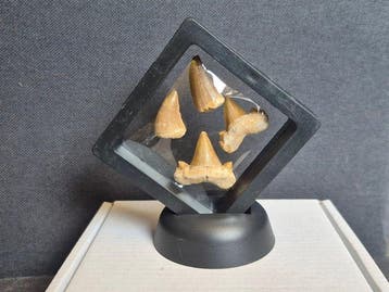 mosasaurus + Otodus - Fossiele tanden - 3 cm - 2 cm (Zonder, Verzamelen, Mineralen en Fossielen