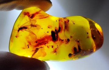 FOSSlL-AMAZING!! Dominicaans amber- 16 g