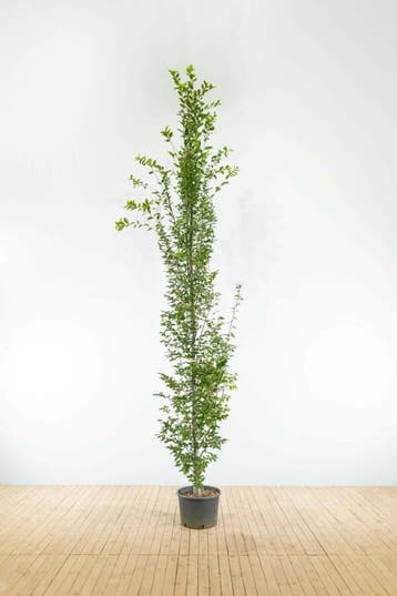 Carpinus betulus Fastigiata beveerd 16/18