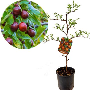 dadelboom Ziziphus jujuba Giuggiolo + Pot 22cm, Verzenden, Volle zon