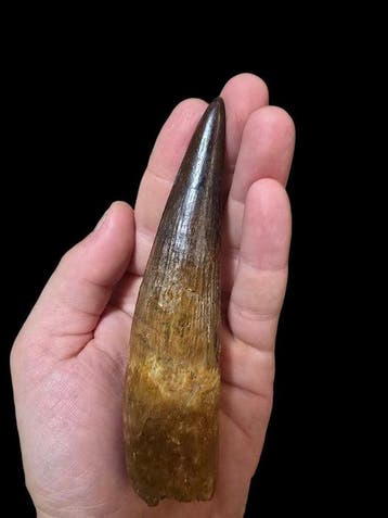 Dinosaurus - Fossiele tand - Spinosauro - 13 cm - 3 cm, Verzamelen, Mineralen en Fossielen