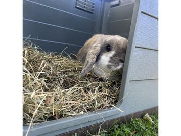 Pepita - Hondenhok - Ecologisch huisdierhuis - Bruin/Groen -, Verzenden, Nieuw
