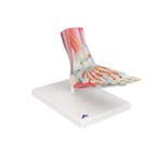 Anatomie model voet met ligamenten en spieren, Sport en Fitness, Massageproducten, Nieuw