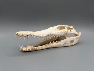 Nijlkrokodil Schedel - Crocodylus niloticus - 6 cm - 10 cm -, Nieuw