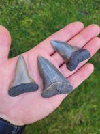 Haai - Fossiele tand - Cosmopolitodus Hastalis - 6.3 cm, Verzamelen