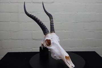 Blesbok Schedel - Damaliscus pygargus phillipsi - 31 cm - 49, Verzamelen, Dierenverzamelingen, Nieuw