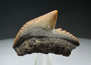 Galeocerdo cuvier - Fossiele tand - 2.2 cm - 2.5 cm (Zonder