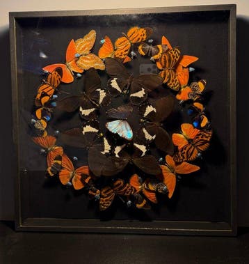 Insekt Taxidermie wandmontage - Various species – Asterope