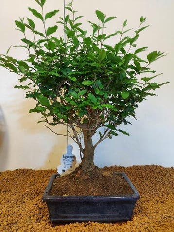 Liguster bonsai (Ligustrum) - Hoogte (boom): 43 cm - Diepte