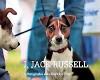 I Jack Russell - Andy Hughes 9781861543219, Boeken, Verzenden, Gelezen, Andy Hughes