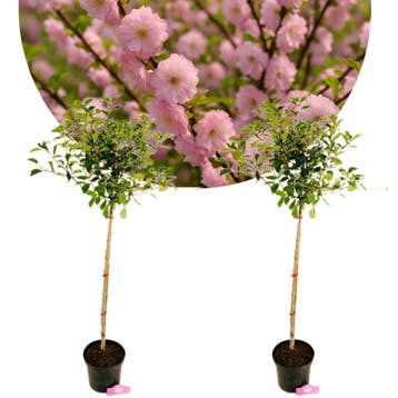 Prunus triloba + Pot 23cm, Verzenden, Volle zon