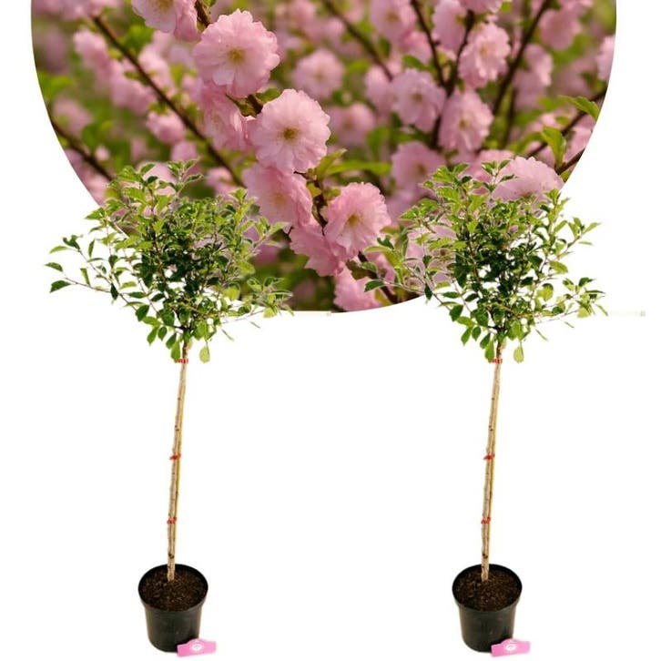 Prunus triloba + Pot 23cm, Tuin en Terras, Planten | Fruitbomen, Volle zon, Verzenden