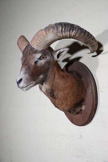 Large Mouflon head-mount Taxidermie wandmontage - Ovis a., Antiek en Kunst